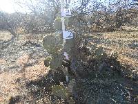 Opuntia engelmannii image