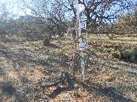 Cylindropuntia spinosior image