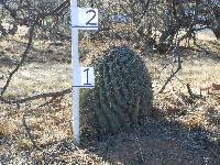 Ferocactus wislizeni image