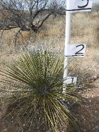 Yucca elata image