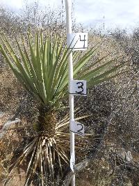 Yucca madrensis image