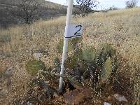 Opuntia engelmannii image
