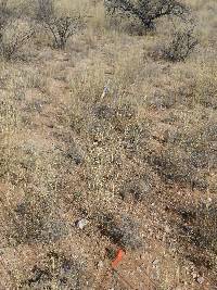 Cylindropuntia spinosior image