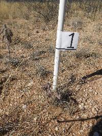 Cylindropuntia spinosior image