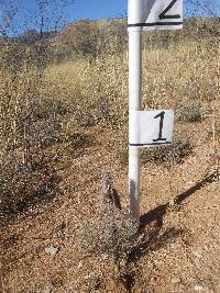 Cylindropuntia spinosior image