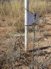 Cylindropuntia spinosior image