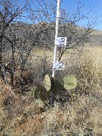 Opuntia engelmannii image