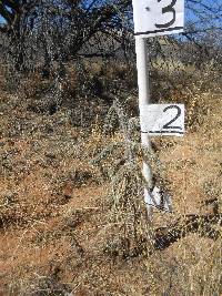 Cylindropuntia spinosior image