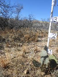 Opuntia engelmannii image