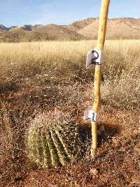 Ferocactus wislizeni image