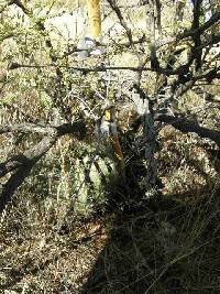 Ferocactus wislizeni image