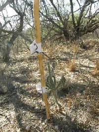 Cylindropuntia spinosior image