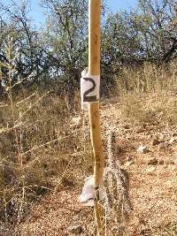 Cylindropuntia spinosior image