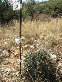 Ferocactus wislizeni image