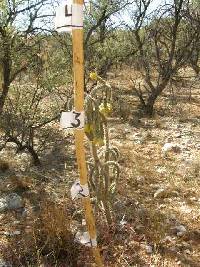 Cylindropuntia spinosior image