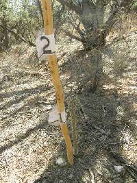 Cylindropuntia spinosior image