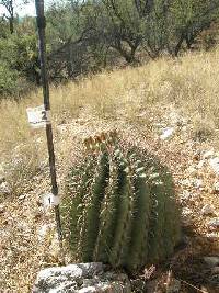 Ferocactus wislizeni image