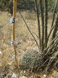 Ferocactus wislizeni image