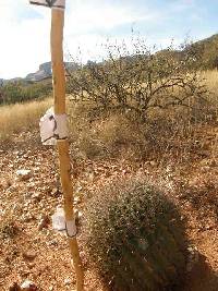 Ferocactus wislizeni image