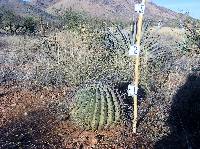 Ferocactus wislizeni image