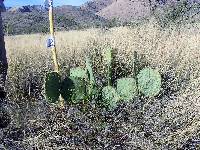 Opuntia engelmannii image