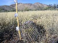 Ferocactus wislizeni image