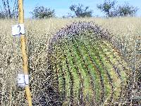 Ferocactus wislizeni image