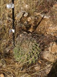 Ferocactus wislizeni image