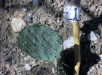 Opuntia engelmannii image