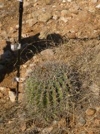 Ferocactus wislizeni image