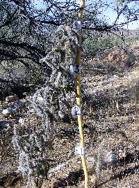 Cylindropuntia spinosior image