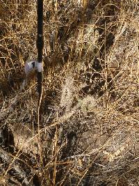 Cylindropuntia spinosior image