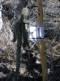 Cylindropuntia spinosior image