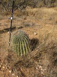 Ferocactus wislizeni image