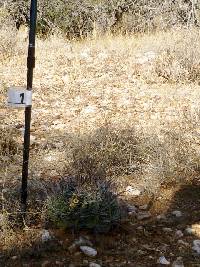 Ferocactus wislizeni image