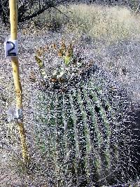 Ferocactus wislizeni image