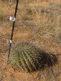 Ferocactus wislizeni image