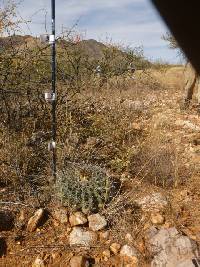 Ferocactus wislizeni image