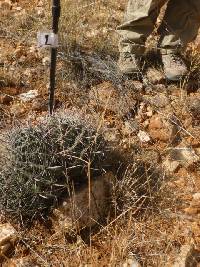 Ferocactus wislizeni image