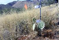 Opuntia engelmannii image