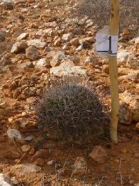 Ferocactus wislizeni image