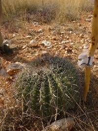 Ferocactus wislizeni image