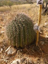 Ferocactus wislizeni image