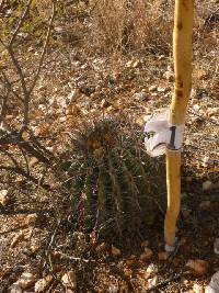 Ferocactus wislizeni image