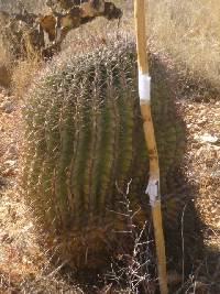 Ferocactus wislizeni image