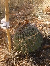 Ferocactus wislizeni image