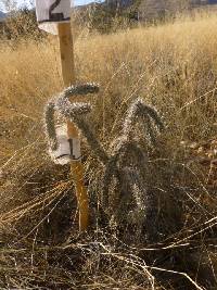 Cylindropuntia spinosior image