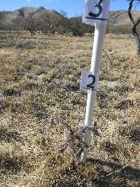 Cylindropuntia spinosior image