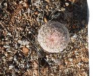 Echinocereus rigidissimus image