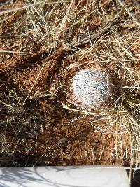 Mammillaria grahamii image